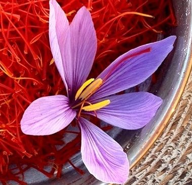 زعفران یک کیلویی قاینات نگین خریداز کشاورز